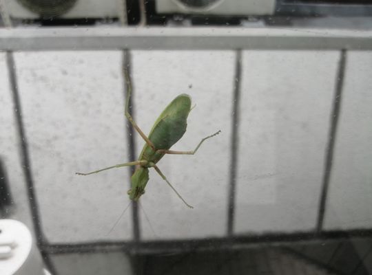 カマキリ