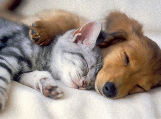 眠るネコとイヌ