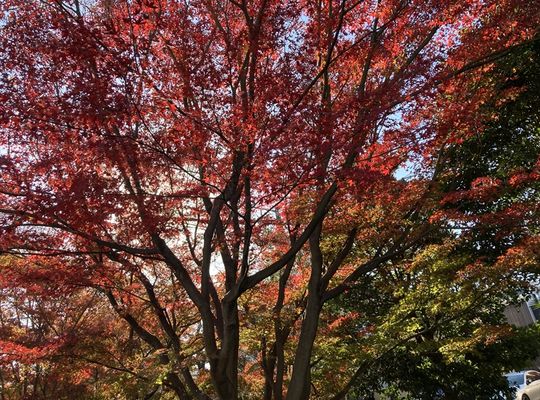 紅葉