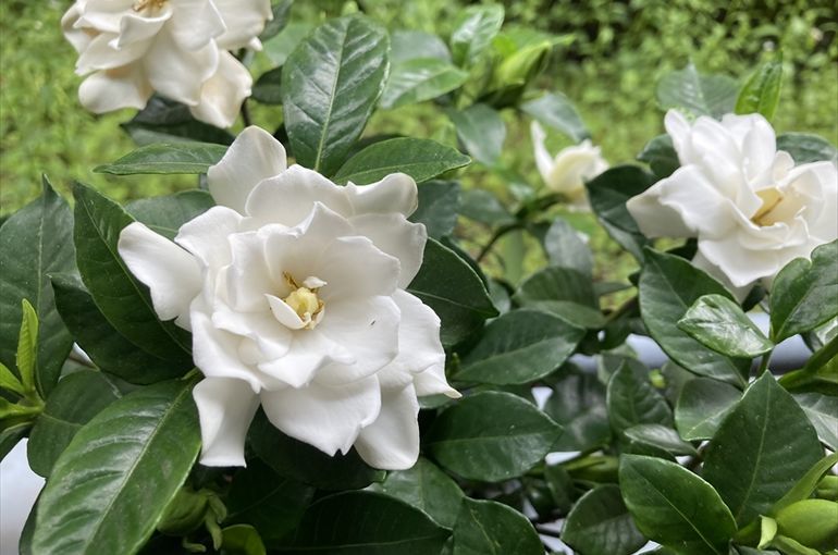 くちなしの花