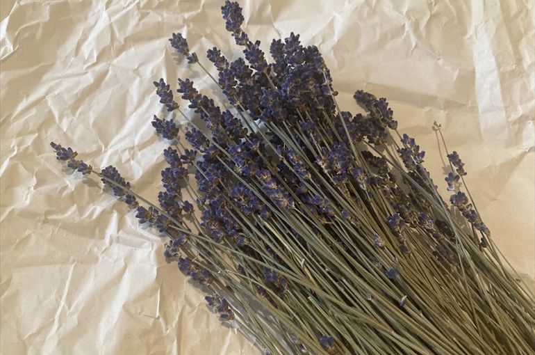 ドライラベンダー