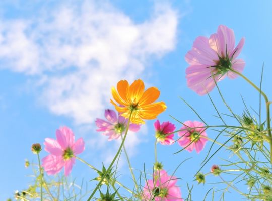 コスモス