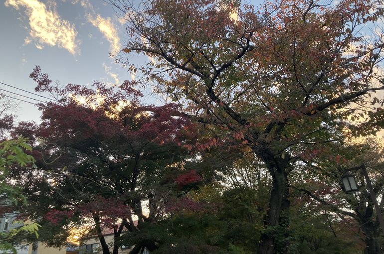 紅葉
