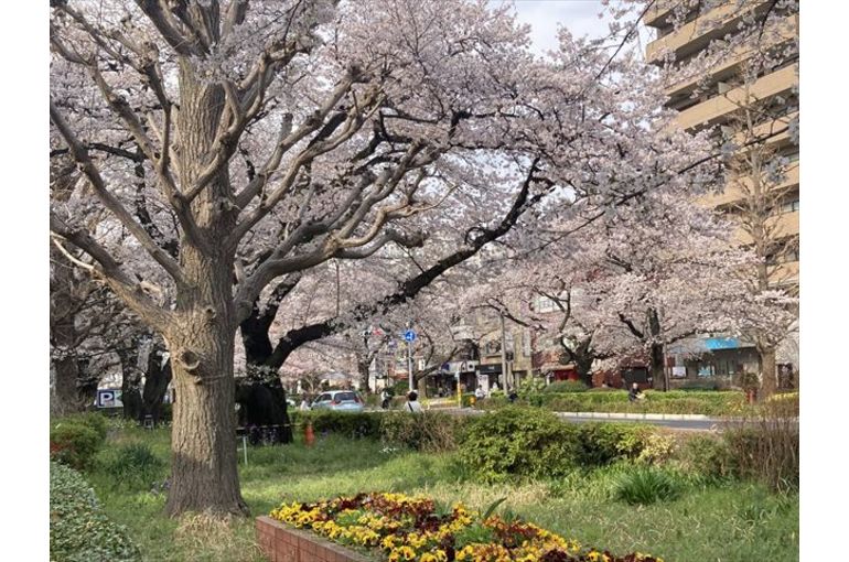 桜