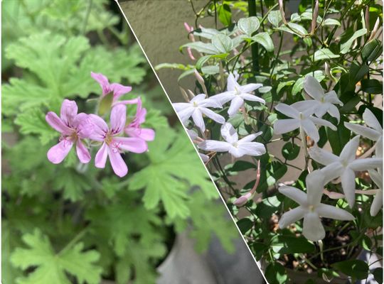 お花