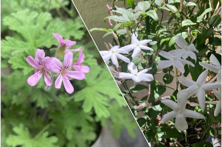 お花