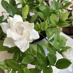 ガーデニアの花