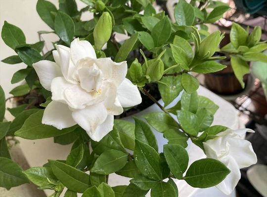 ガーデニアの花
