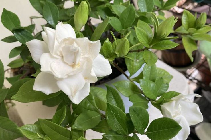 ガーデニアの花
