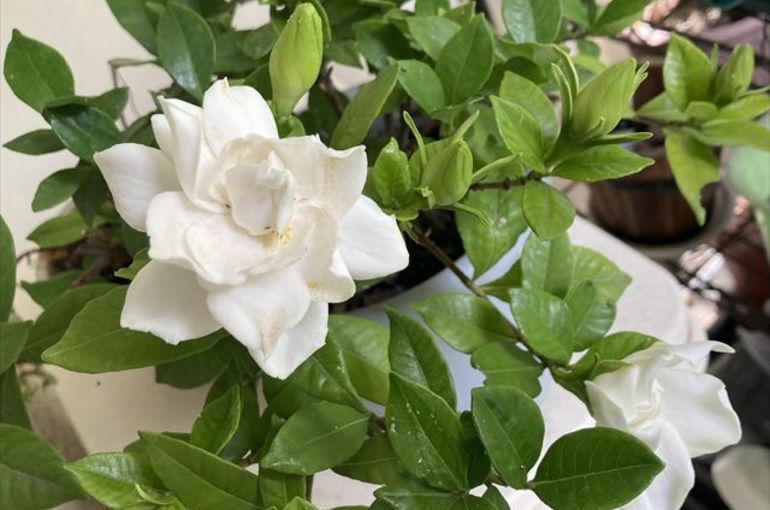 ガーデニアの花
