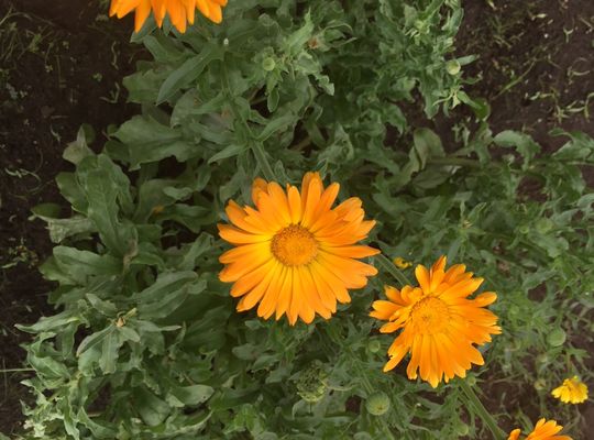 カレンデュラの花